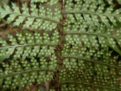 Polystichum sylvaticum. Abaxial surface of fertile frond showing wings on costae of primary pinnae.
 Image: L.R. Perrie © Leon Perrie CC-BY-NC 3.0 NZ